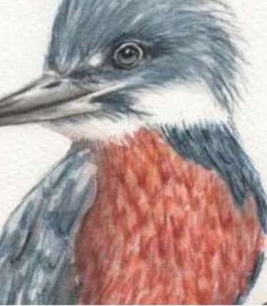 cocailustraciones
